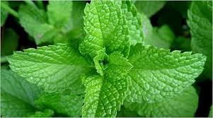 mint leaves